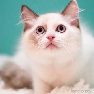 販売中の東京都のラグドール-114593の12枚目